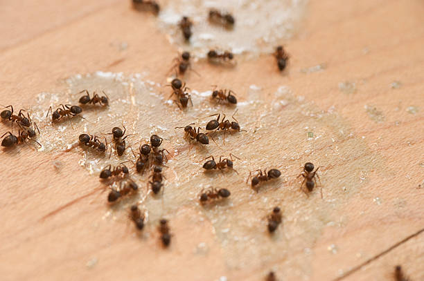 Professional Pest Control in Lakeland, TN
